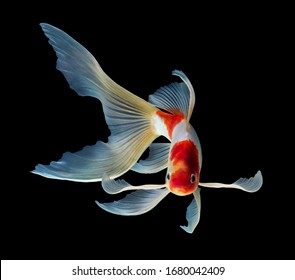 Koi fish isolated on black background with clipping path