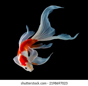 Koi fish isolated on black background with clipping path - Shutterstock ID 2198697023