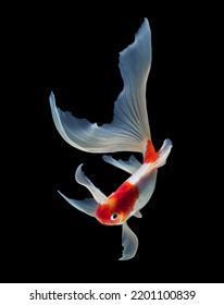 Koi fish isolated on black background with clipping path - Shutterstock ID 2201100839