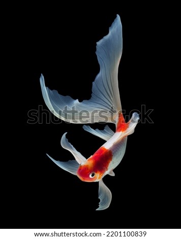 Koi fish isolated on black background with clipping path