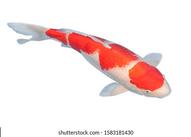 Koi Fish Isolated On White Background 