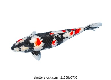 Koi Fish Isolated On White Background