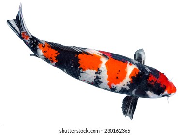 Koi Fish Isolated On White Background