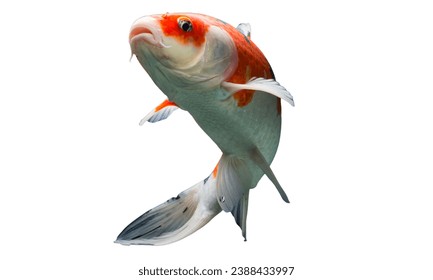 koi fish isolated on white background. carp, colorful. 