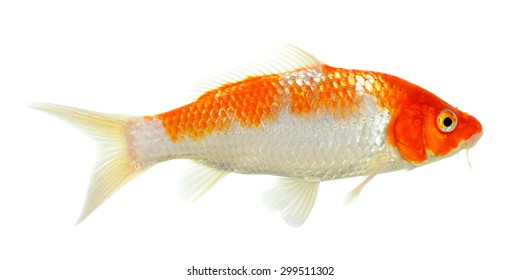 Koi Fish Isolated On The White Background.