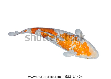 Koi fish isolated on white background 