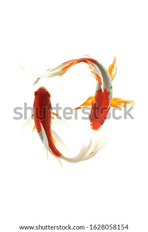 Koi fish isolated on white background.