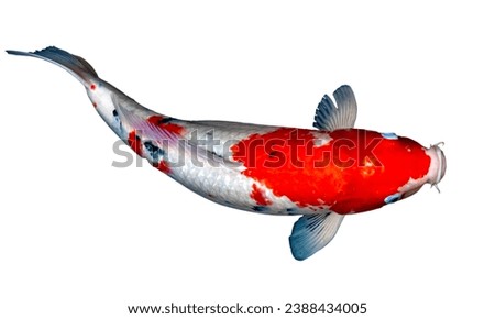koi fish isolated on white background. carp, colorful. 