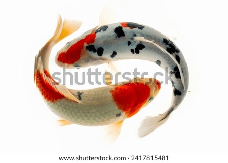 Koi fish isolated on white background. Koi fish close up.