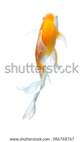 Koi fish isolated on white background