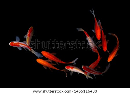 Koi fish japan colorful black background
