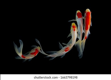 鯉 の画像 写真素材 ベクター画像 Shutterstock