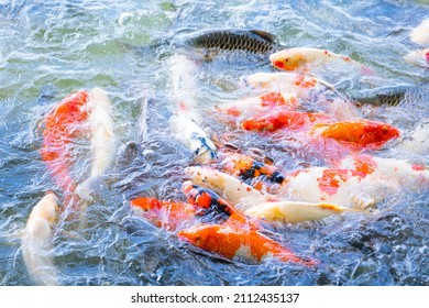 Koi fish japanese carp in fish pond,carp