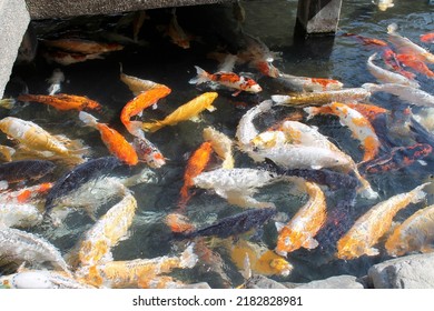 Koi Fish Like Abstract Painting