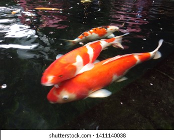 koi fish Flow​ orange color full water beautyful 