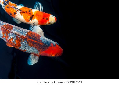 Koi Fish With Painting Effect Composition With Space For Text