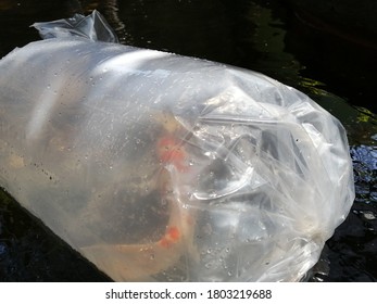 Koi fish in plastic that is inserted into the pond to adjust to the water temperature