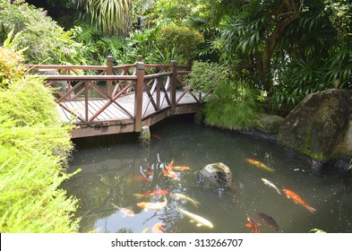 Koi Fish In Pond 
