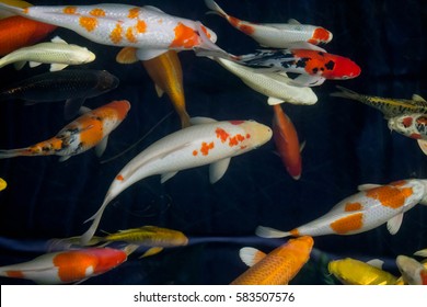 56,301 Koi fish japan Images, Stock Photos & Vectors | Shutterstock