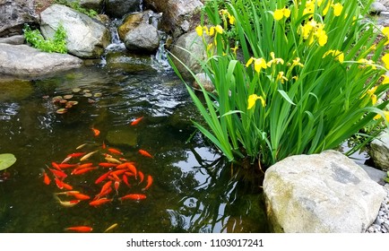 Koi Fish Pond; Decorative Orange Koi Fish Swimming In A Circular Fashion In A Pond Near Surface With Yellow Irises Nearby; Design Elements, Landscaping And Water Feature Ideas. 