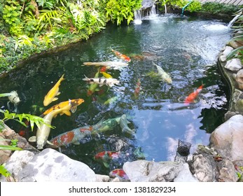 Koi Fish Pond In Garden