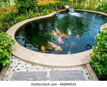 Koi Fish In Pond In The Garden