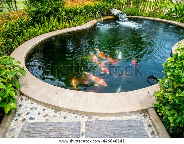koi fish in pond in the\
garden