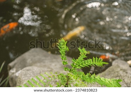Koi fish in pond at the garden with a waterfall. Sydney, Australia