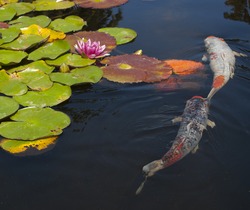 A Koi Fish Pond With Lily Pads And Flowers Floating On The Water. Two  Koi Fish,  One Black, White, And Orange, The Other Is White And Orange, Swimming In The Dark Water