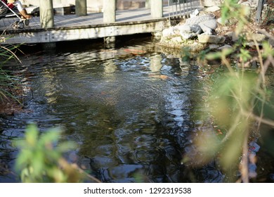 98 Albino koi Images, Stock Photos & Vectors | Shutterstock