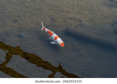 Koi fish, raising koi fish in the rice fields, koi fish colors, ornamental koi fish - Powered by Shutterstock