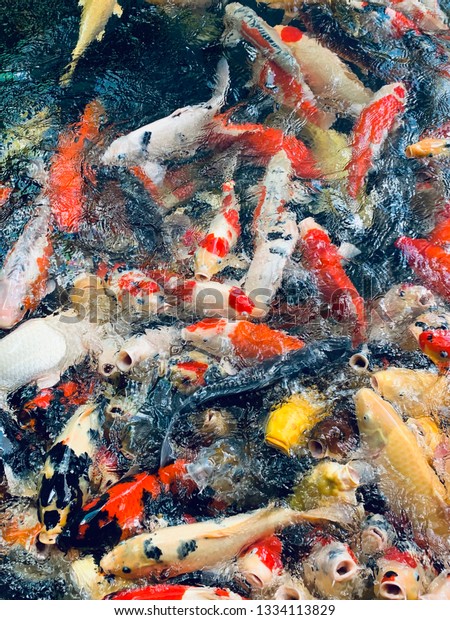 Koi Fish Raising Vietnam Stock Photo Edit Now 1334113829