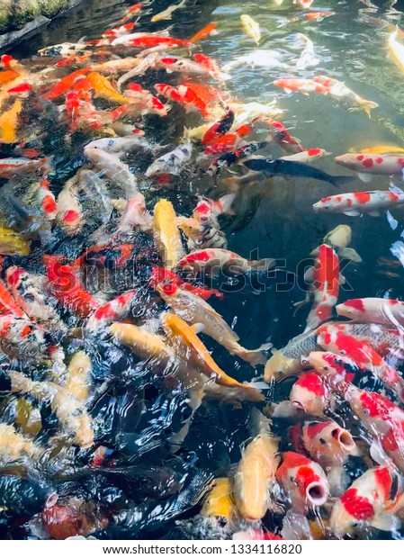 Koi Fish Raising Vietnam Stock Photo Edit Now 1334116820