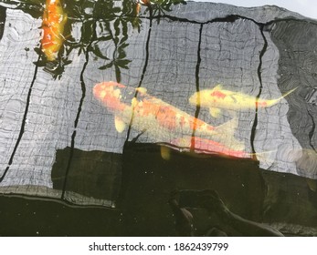 Koi Fish Are Ready To Lay Eggs