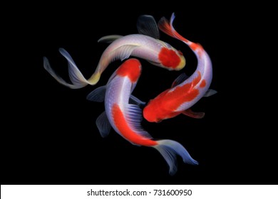 錦鯉 の画像 写真素材 ベクター画像 Shutterstock