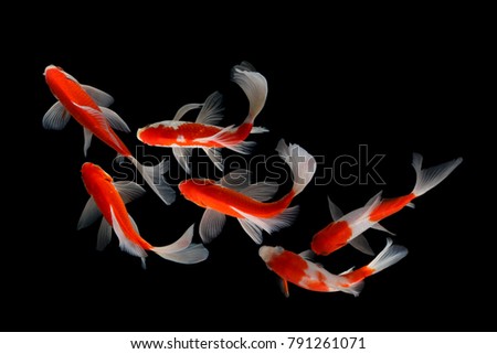 
Koi fish Red and white