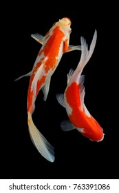 Koi fish Red, white Beground black