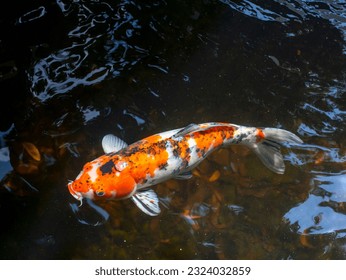 Koi fish, specifically nishikigoi (Cyprinus rubrofuscus), colorful decorative fish in an artificial pond - Powered by Shutterstock