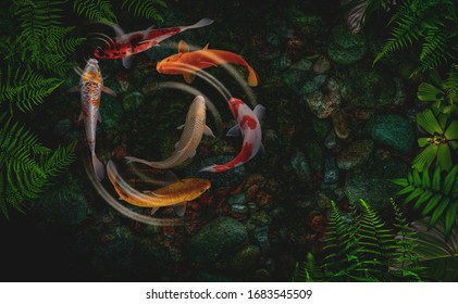 Koi fish swim artificial ponds with a beautiful background of green plants
 - Powered by Shutterstock