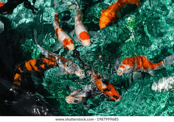 koi fish travel in groups of 4