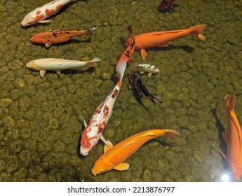 Koi Fish Swimming In A Japanese Friendship Garden 