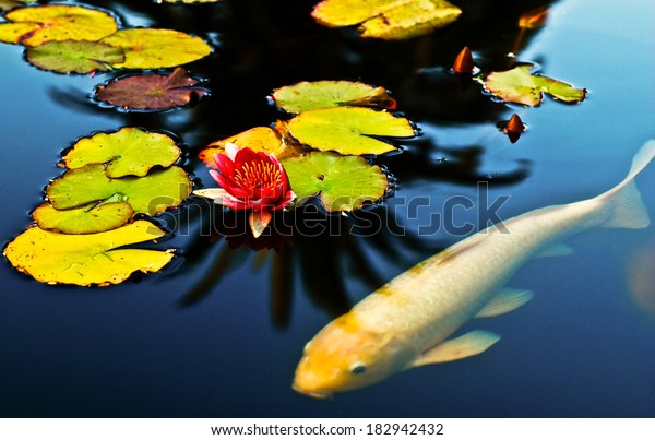 Koi Fish Swimming Peacefully Lotus Pond Stock Photo (Edit ...