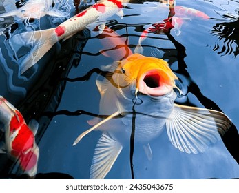 koi fish swimming in the pond - Powered by Shutterstock