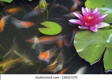 Koi Fish Swimming In Pond With Water Lily Flower And Lilypad Long Exposure