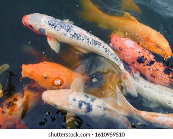 Koi Fish Bilder Stockfotos Und Vektorgrafiken Shutterstock