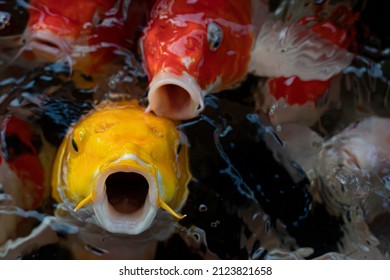 A Koi Fish That Opens Its Mouth Wide Enough To See The Inside. And Many Fish Friends Waiting For Food In The Water