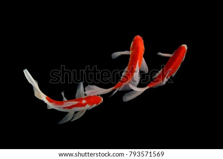  Koi fish Three red
