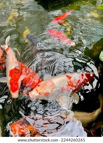 Koi fish in the various colors are white, black, red, yellow, and orange. They are swimming in a cold-water fish in the very green pool in day time