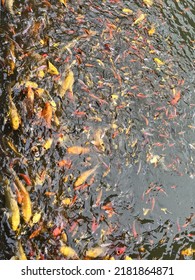 A Lot Of Koi Fish In The Water