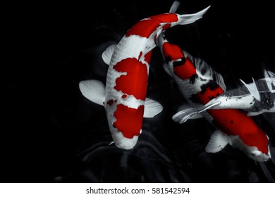 Koi Fish Water Wallpaper Stock Photo 581542594 | Shutterstock